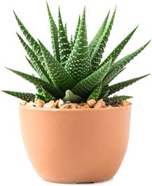 Plant Image